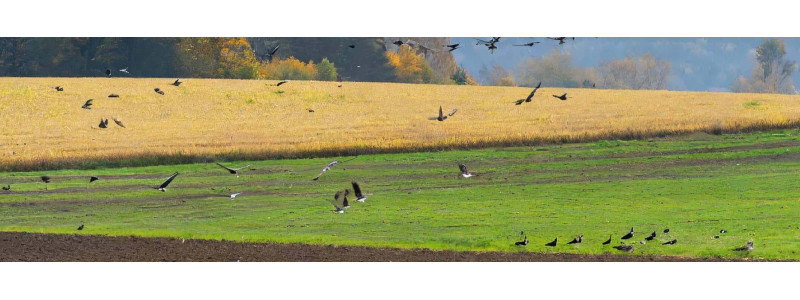 PROTÉGEZ VOS CULTURES : LES MEILLEURS EFFAROUCHEURS